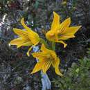 Image of Chloraea nudilabia Poepp.