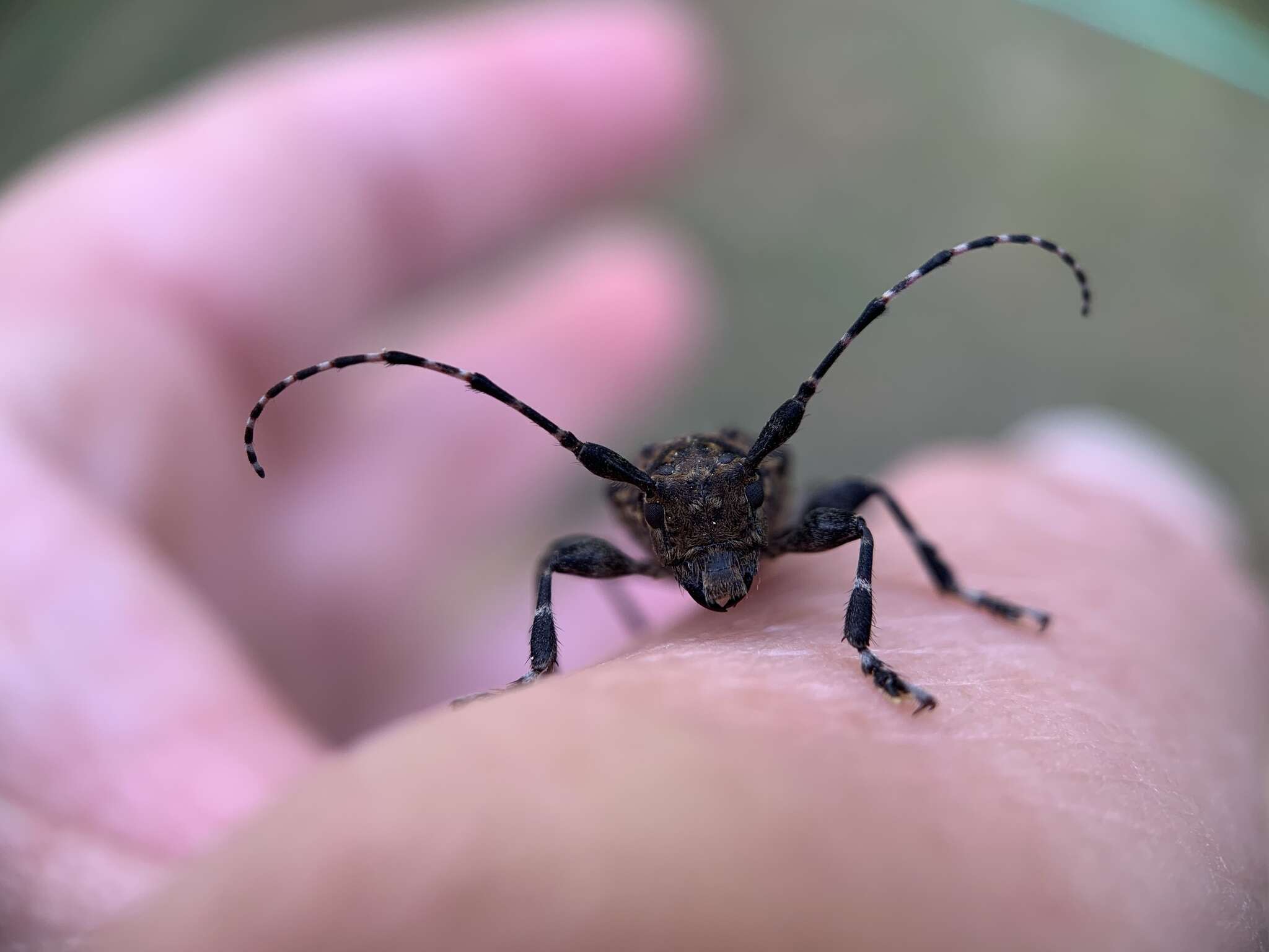 Acanthoderes quadrigibba (Say 1831)的圖片