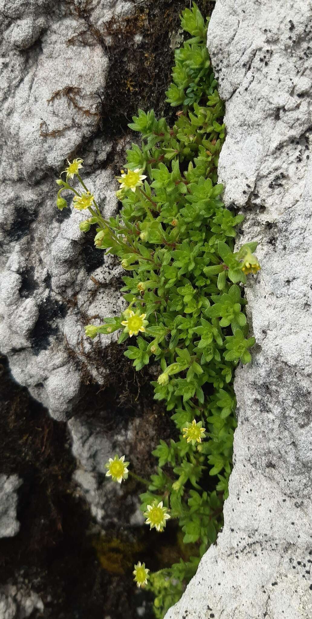 Imagem de Saxifraga sedoides L.