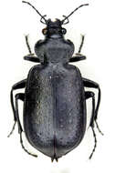 Слика од Calosoma (Caminara) denticolle Gebler 1833