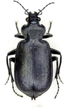 Слика од Calosoma (Caminara) denticolle Gebler 1833