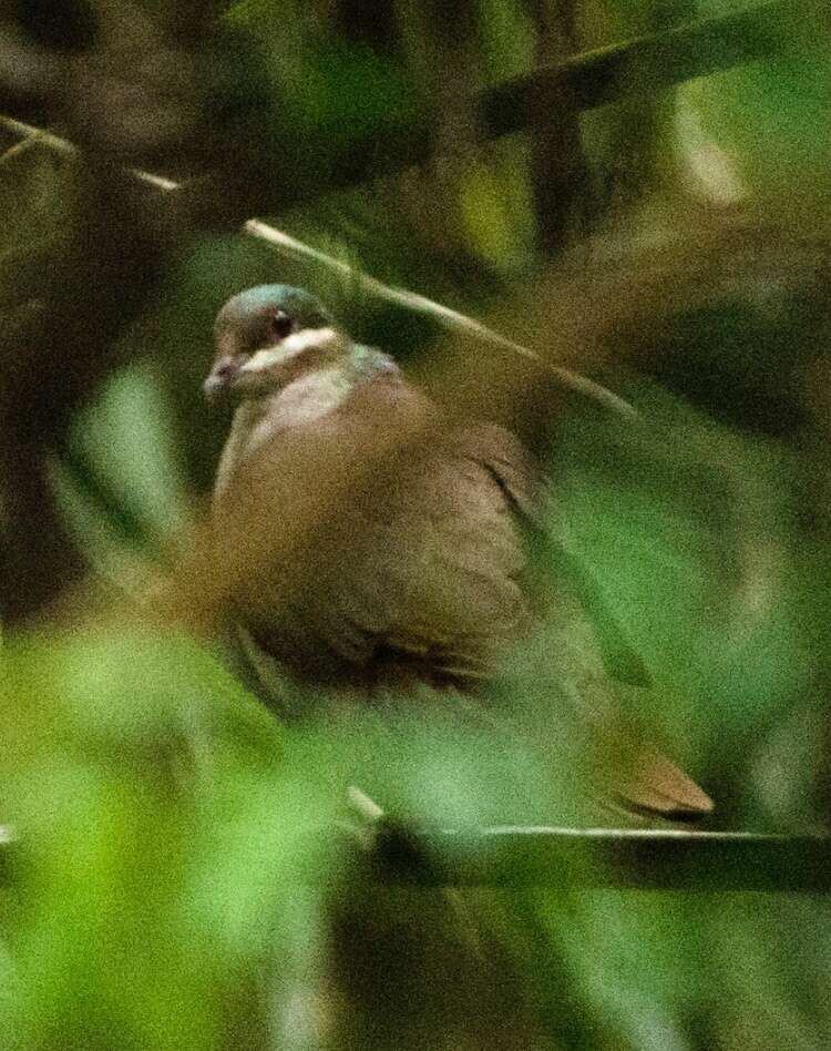 Image of Key West Quail-Dove