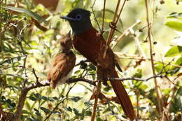 Image of Terpsiphone viridis plumbeiceps Reichenow 1898