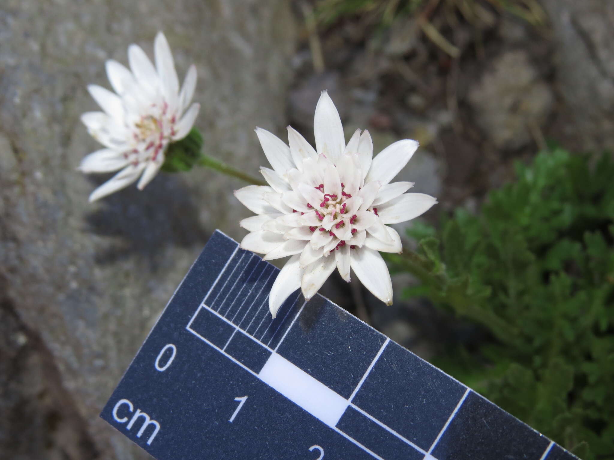 Leucheria papillosa Cabrera resmi