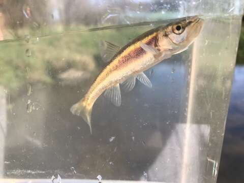 Image of Redside Dace