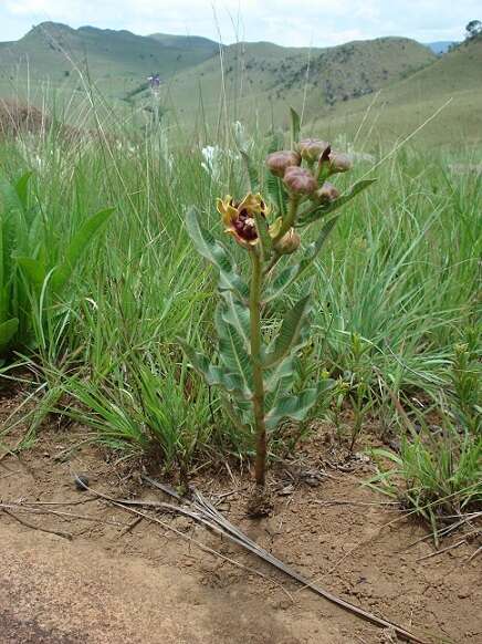 Image of Pachycarpus concolor subsp. transvaalensis (Schltr.) Goyder