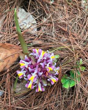 Imagem de Curcuma ecomata Craib