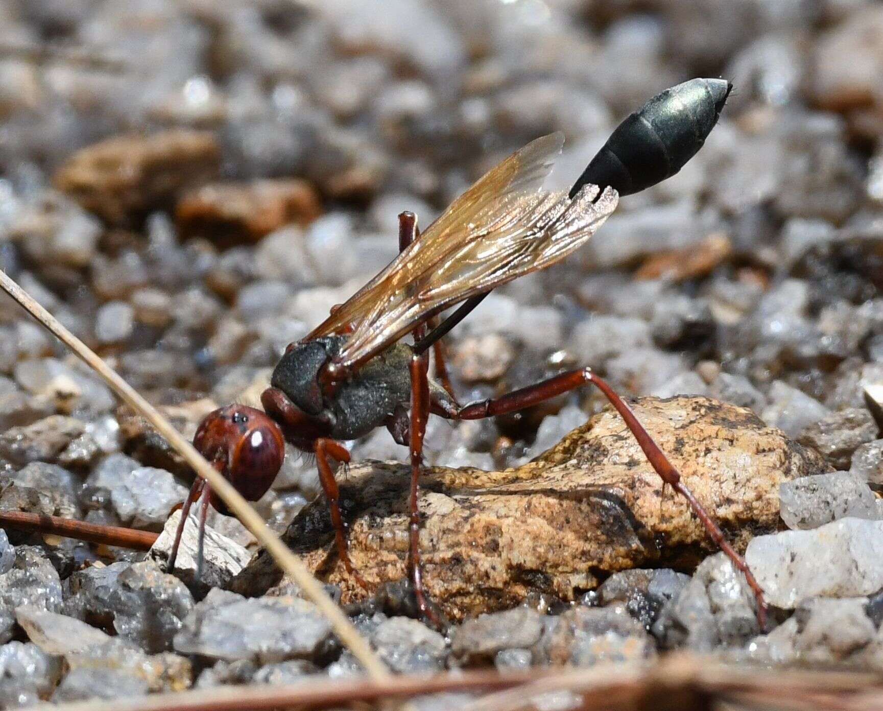 Image de Ammophila beniniensis (Palisot de Beauvois 1806)