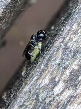 Image of Crossocerus annulipes (Lepeletier de Saint Fargeau & Brullé 1835)