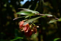 Image of Epidendrum arevaloi (Schltr.) Hágsater