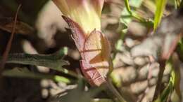 Image de Calystegia subacaulis subsp. episcopalis R. K. Brummitt