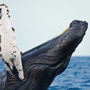 Image of humpback whale