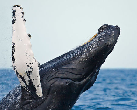 Image of Humpback Whale