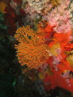 Image of Multicoloured sea fan