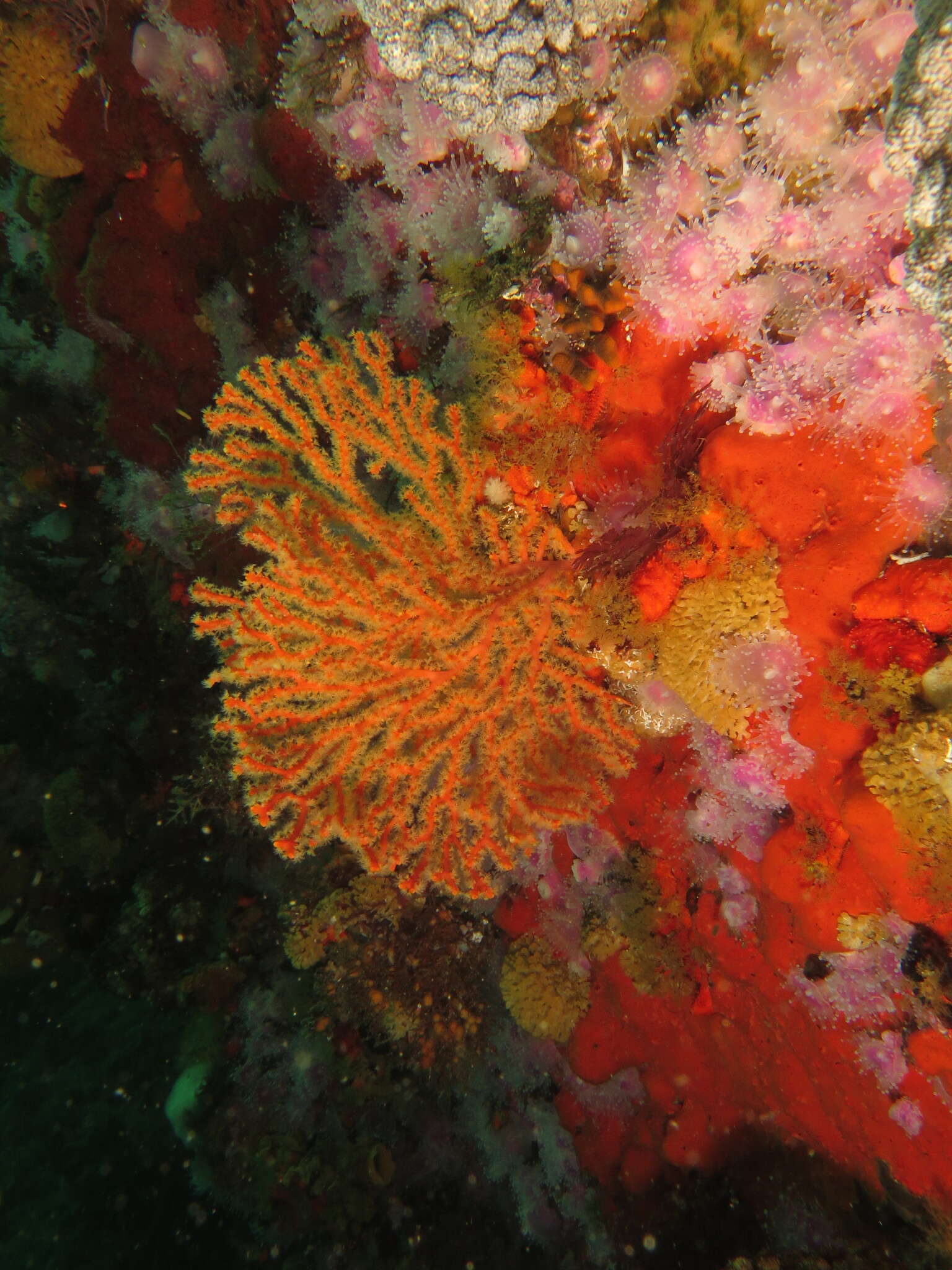 Image of Multicoloured sea fan