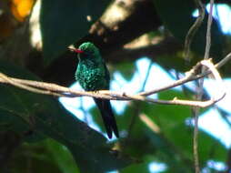 Image de Cynanthus forficatus (Ridgway 1885)