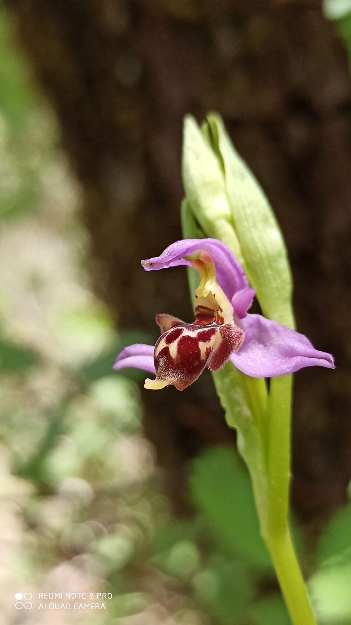 Image of Ophrys umbilicata subsp. latakiana (M. Schönfelder & H. Schönfelder) Faurh. & H. A. Pedersen