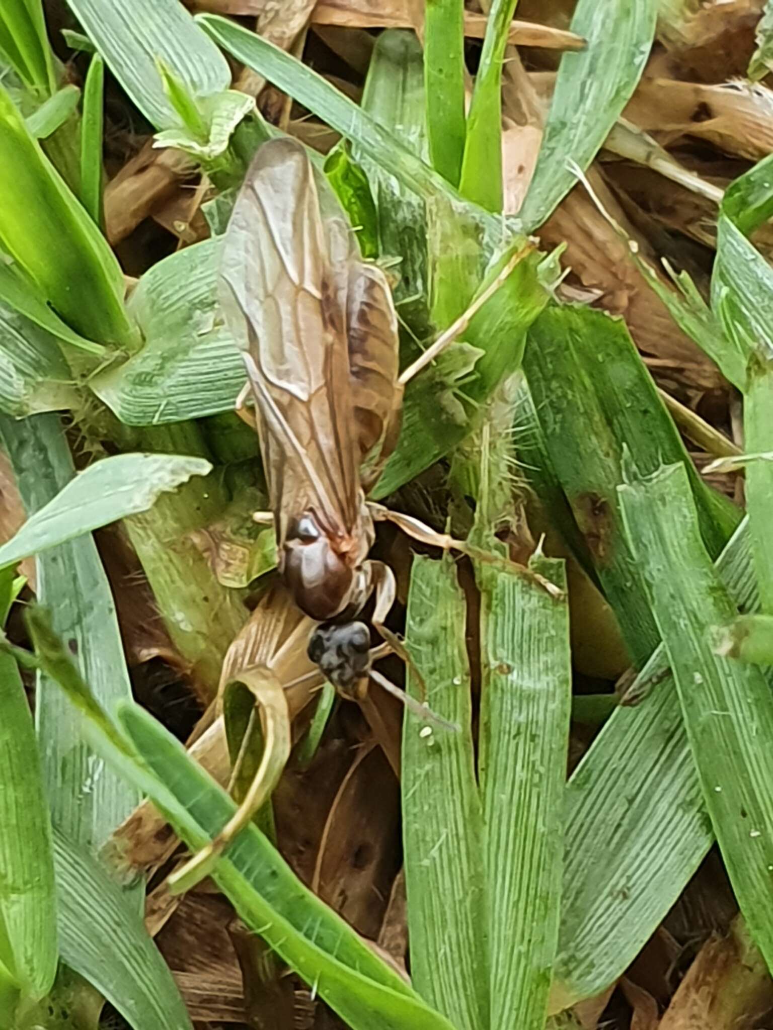 Imagem de Anoplolepis nuptialis (Santschi 1917)