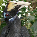 Image of Bushy-crested Hornbill