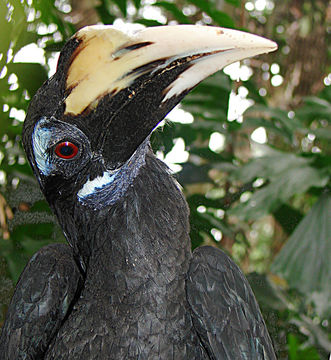 Image of Bushy-crested Hornbill