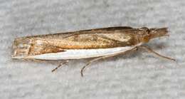 Image of Large-striped Grass-veneer Moth