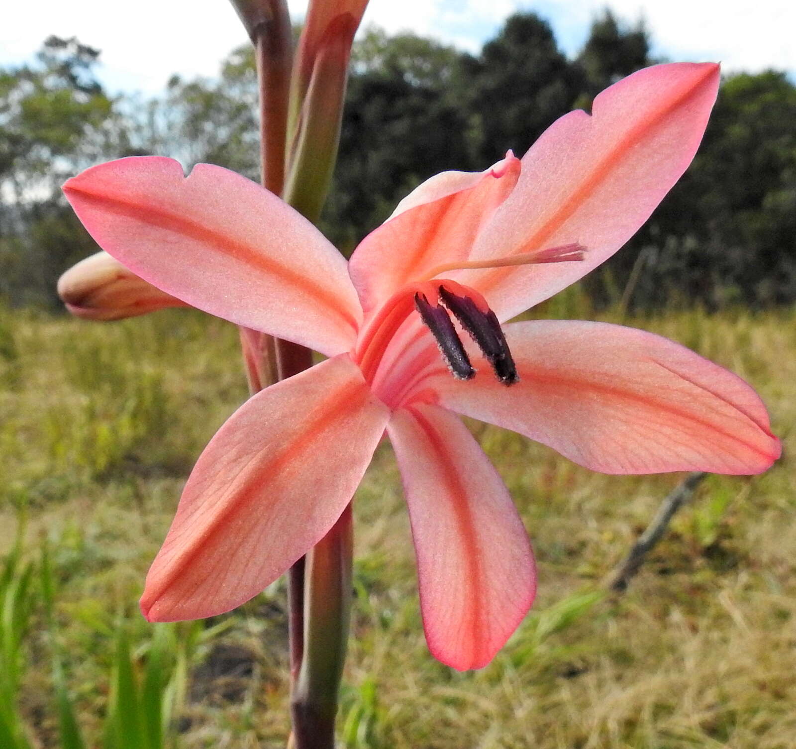 Слика од Watsonia fourcadei J. W. Mathews & L. Bolus