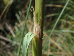 Image of Mauritanian grass