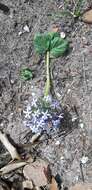 Image of Pentanisia prunelloides subsp. latifolia (Hochst.) Verdc.