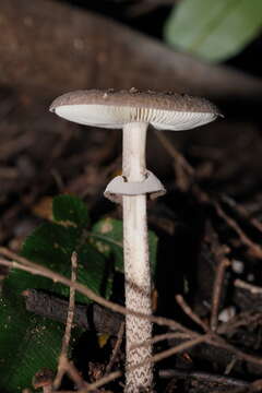 Image de Amanita cinereoannulosa Cleland 1933