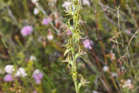 Image of Prasophyllum concinnum Nicholls