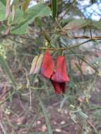 Image of Kennedia rubicunda Vent.