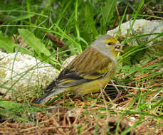 Image of Corsican Citril Finch