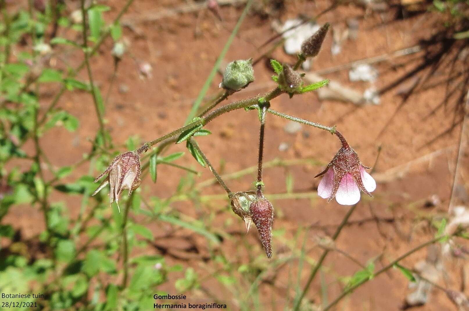 Image of Hermannia boraginiflora Hook.