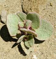 Image of sack saltbush