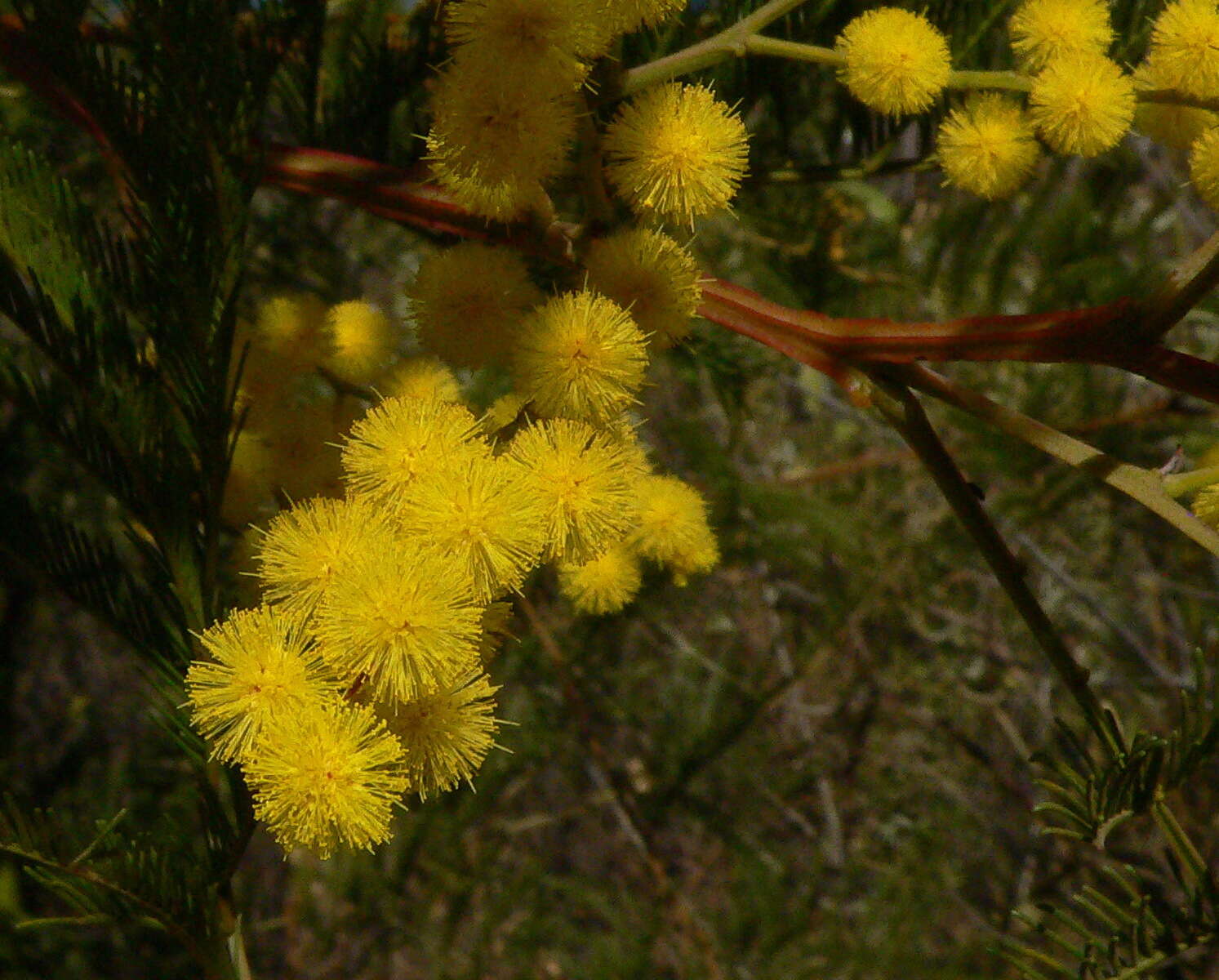 Plancia ëd Acacia decurrens Willd.