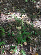 Image of white goldenrod