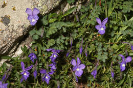 Image of Viola corsica Nyman