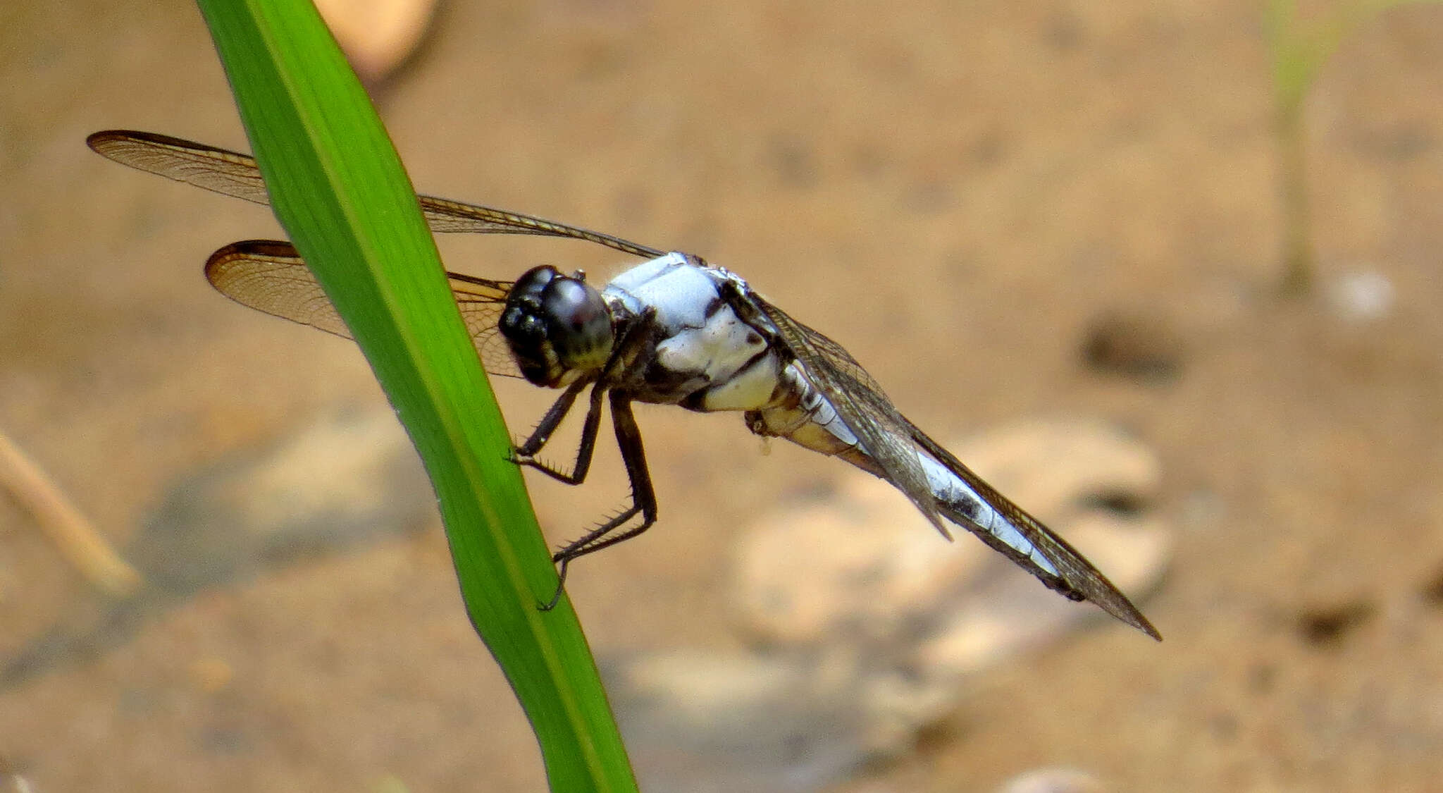 Image de Libellula flavida Rambur 1842