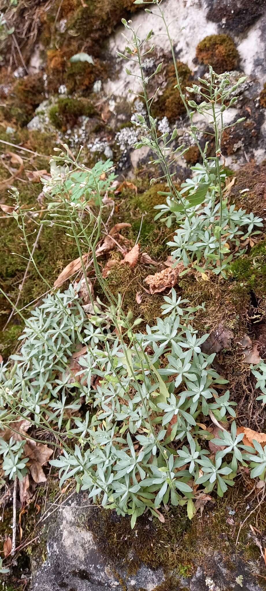 Image of Schivereckia podolica (Besser) Andrz.