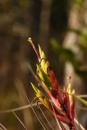 Image of giant airplant