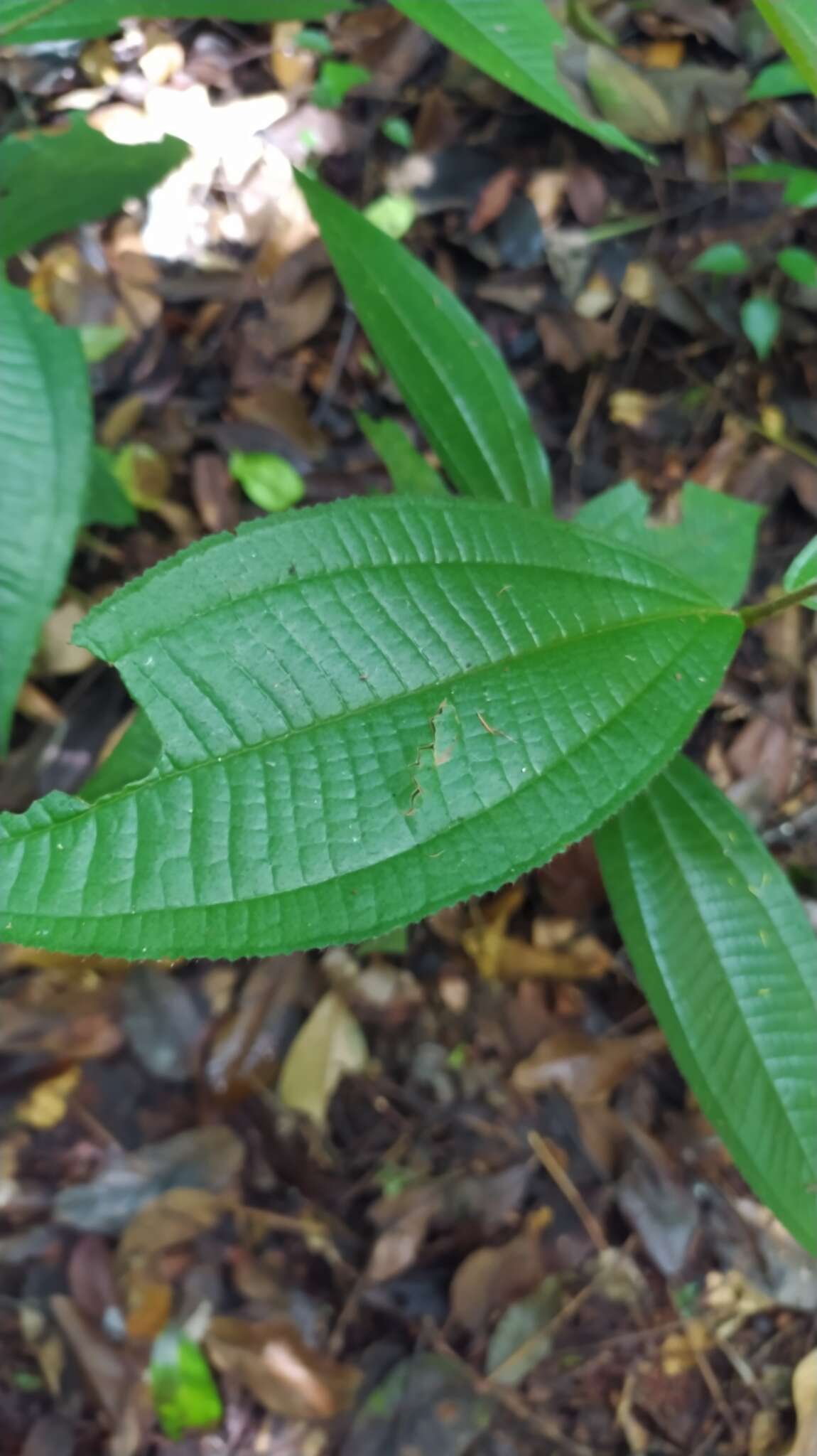 Image of Miconia lappacea (DC.) Triana