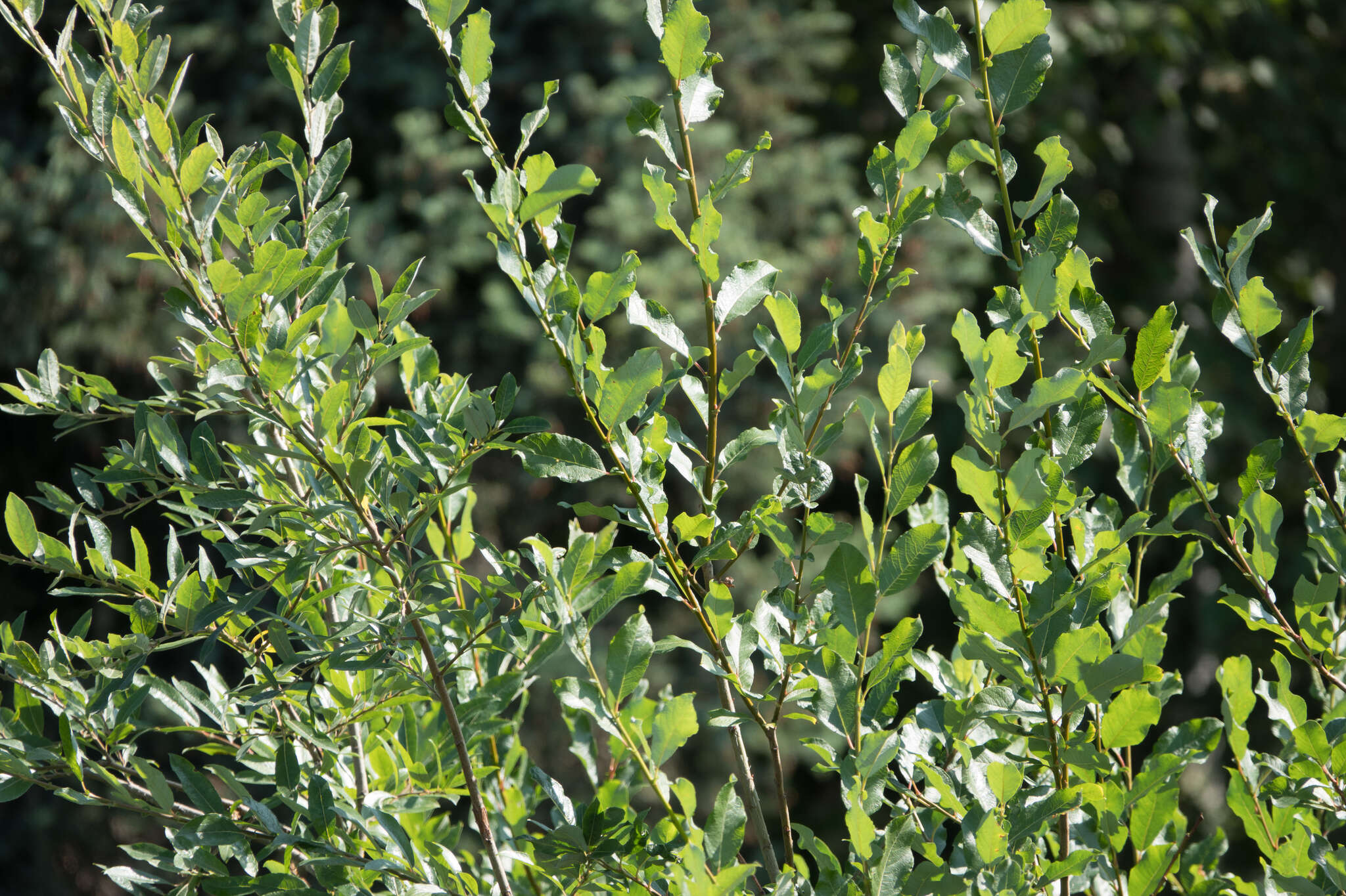 Sivun Salix alaxensis (Anderss.) Coville kuva