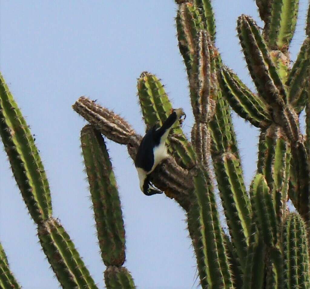 Image of White-tailed Jay