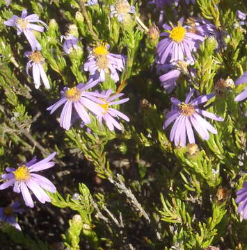 Image of Felicia filifolia subsp. filifolia