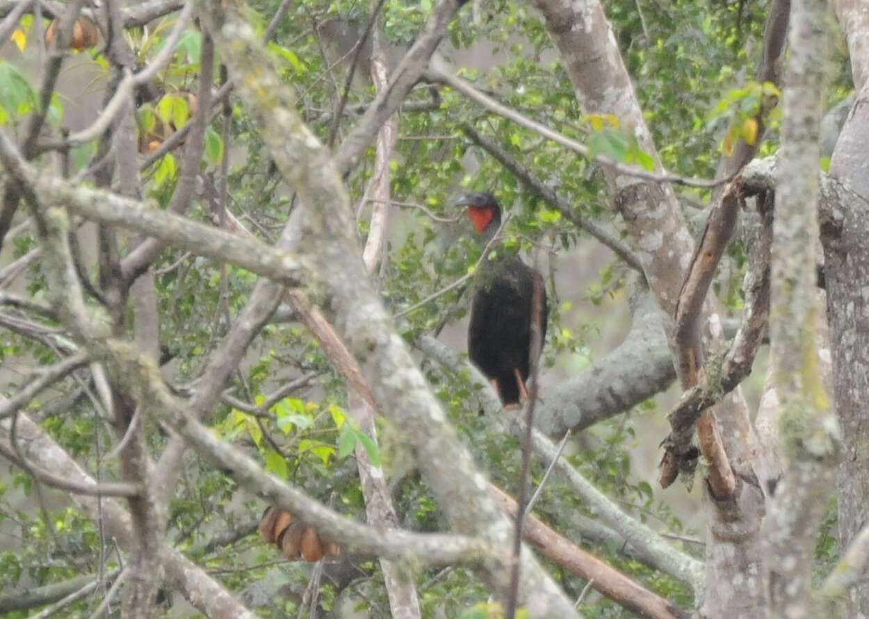 Image of White-winged Guan