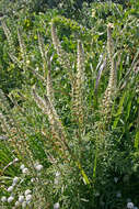 Image of Reseda alba subsp. hookeri (Guss.) Arcang.