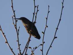 Butorides virescens virescens (Linnaeus 1758) resmi