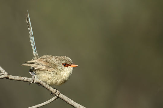 Image of Variegated Fairywren