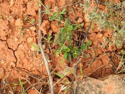 Imagem de Helianthemum cinereum subsp. rotundifolium (Dunal) Greuter & Burdet