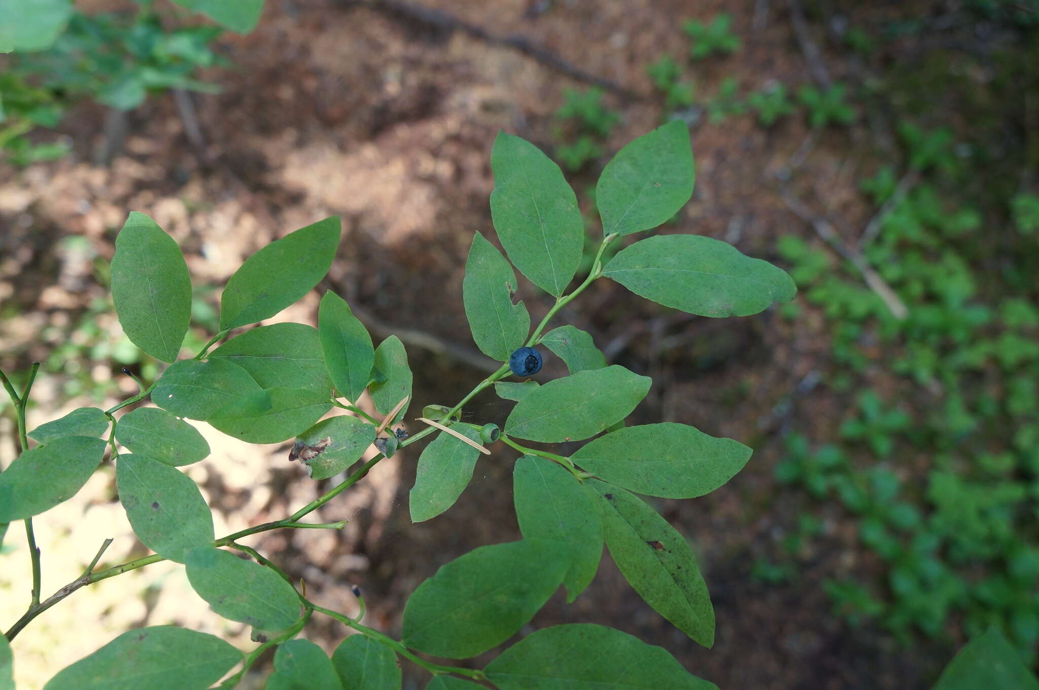 Image of Alaska blueberry